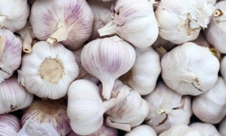 Garlic Kills Brain Cancer Cells Without Side Effects